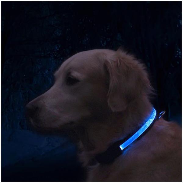 Dog Signal Collar Warning | EYENIMAL USB LIGHT COLLAR